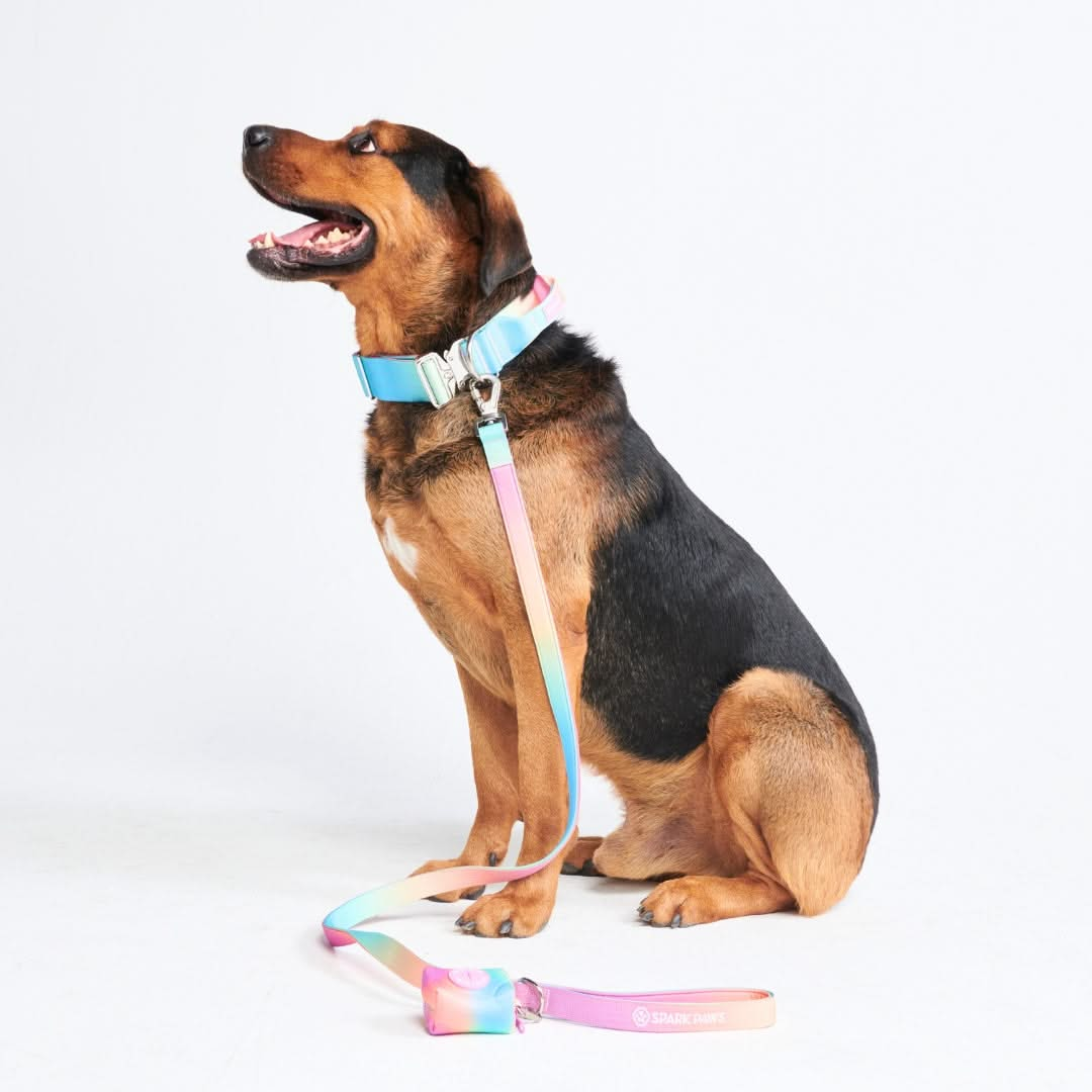 Pastel Icing Collar