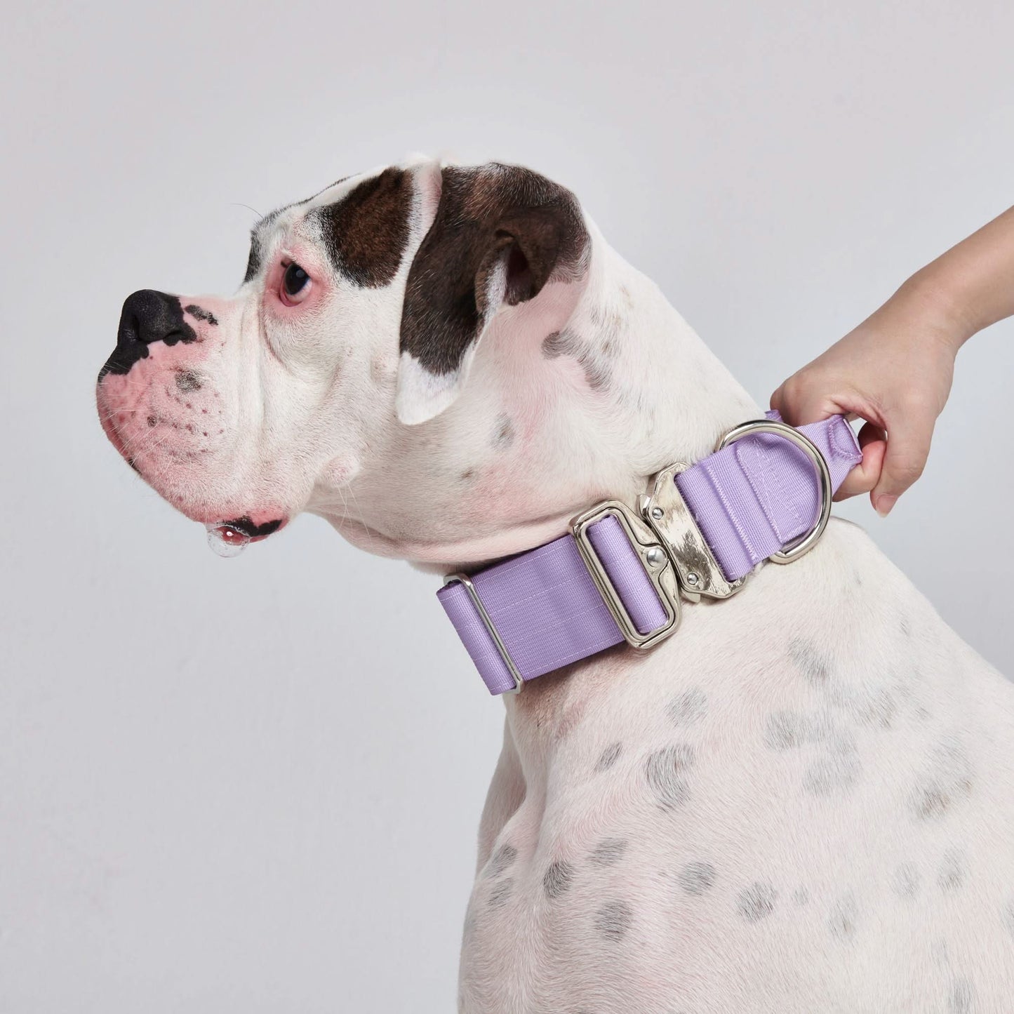 Lilac Collar