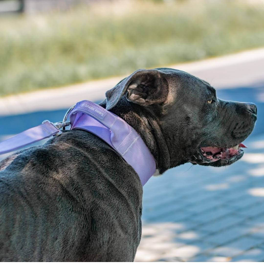 Lilac Collar