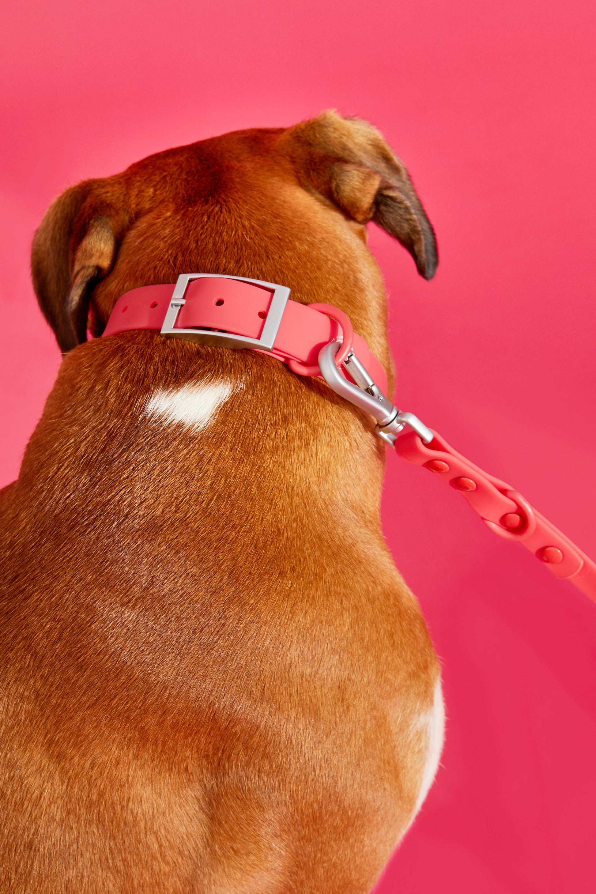 watermelon dog collar walk kit#color_watermelon