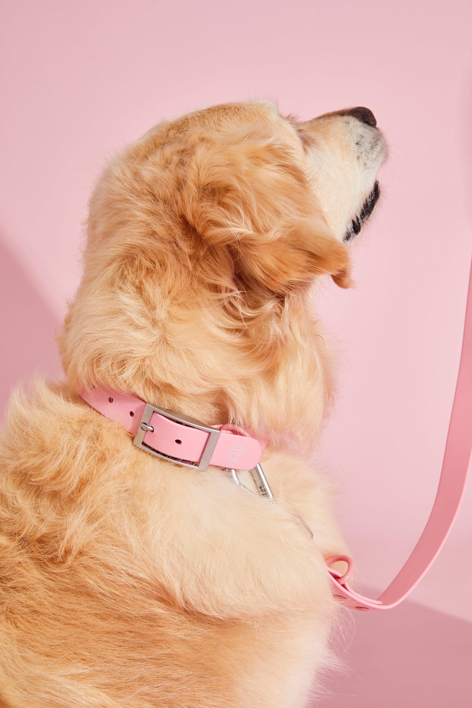 bubblegum pink dog collar walk kit#color_bubblegum-pink