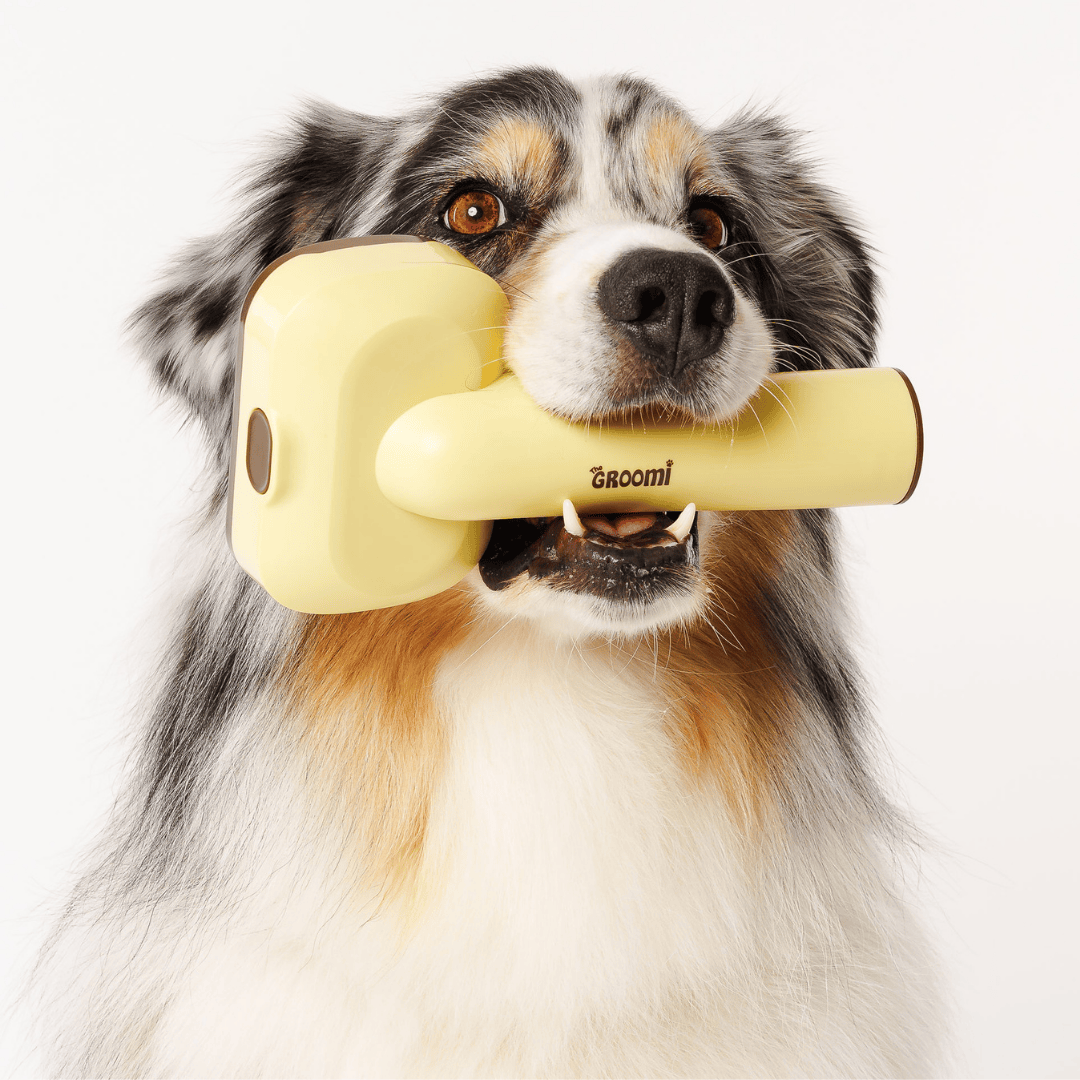 The GROOMI Kit is a quick, mess-free dog grooming brush that connects to vacuums. Ideal for all dog hair types, it features three heads: Slicker, De-Shed, and Rake. This self-cleaning tool captures loose fur efficiently, is allergen-friendly, and perfect for home use. Reduces shedding, saves time, and maintains a clean, fur-free home. Includes a universal vacuum adapter and storage bag, making grooming simple and effective for any dog breed.